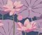 wallpaper-close-shot-asian-paints-W172XM25N75 wallpaper-close-shot-asian-paints-W172XM25N75