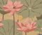 wallpaper-close-shot-asian-paints-W172XM26N75 wallpaper-close-shot-asian-paints-W172XM26N75