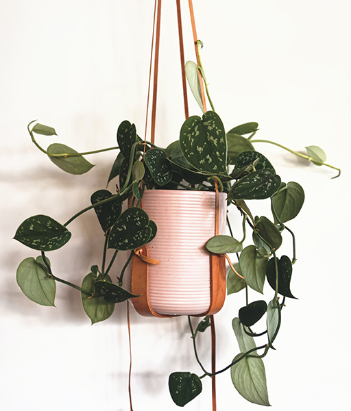Artificial plants with pots – Beautiful Homes Artificial plants with pots – Beautiful Homes