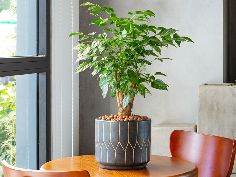 China Doll indoor plant – Beautiful Homes China Doll indoor plant – Beautiful Homes