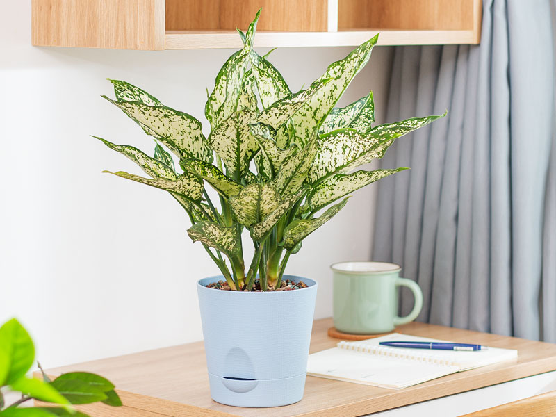 Chinese evergreen plant – Beautiful Homes Chinese evergreen plant – Beautiful Homes