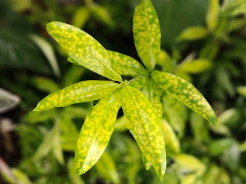 Milky Dew Dracena – Beautiful Homes Milky Dew Dracena – Beautiful Homes