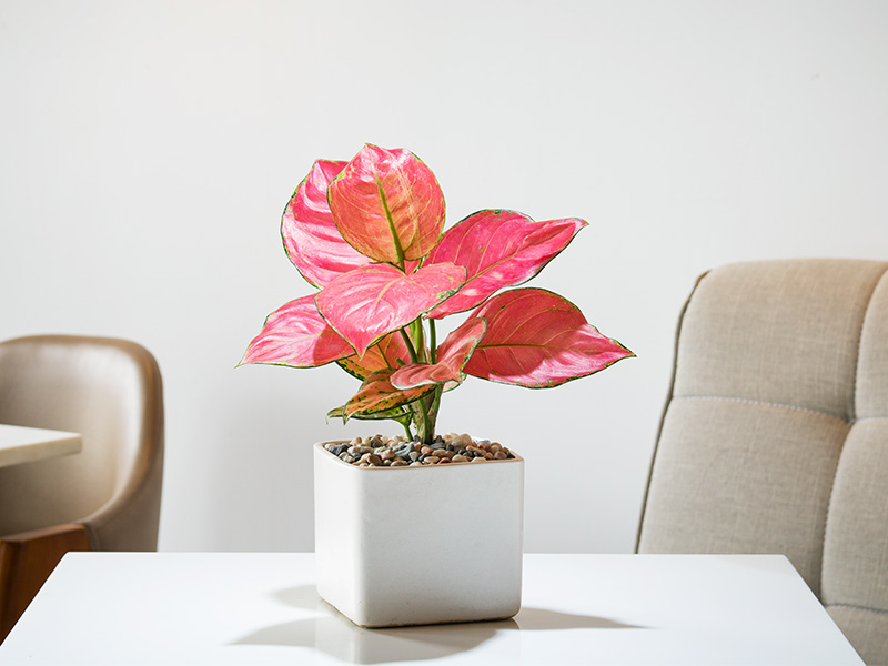 Pink aglaonema plant – Beautiful Homes Pink aglaonema plant – Beautiful Homes