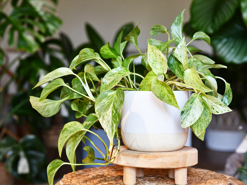 Pothos indoor plant – Beautiful Homes Pothos indoor plant – Beautiful Homes