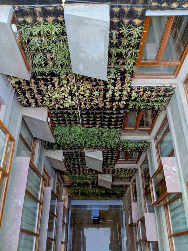 A vertical garden on a wall which connects two concrete structures - Beautiful Homes A vertical garden on a wall which connects two concrete structures - Beautiful Homes