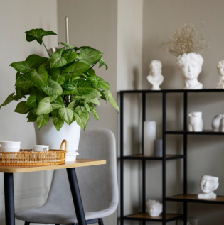 room décor with indoor plants for calm and relaxing room