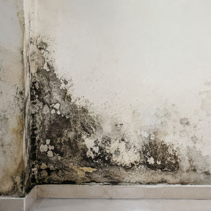 Complete Guide to Wall Fungus Causes, Prevention and Treatment