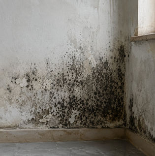 Understanding Wall Fungus and Damp Surface Fungal Growth