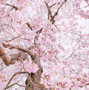 Cherry Blossom Design Wallpaper - Asian Paints