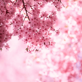 Cherry Blossom Wallpaper - Asian Paints