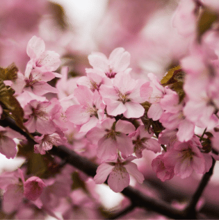 Cherry Sakura Blossom Wallpaper - Asian Paints