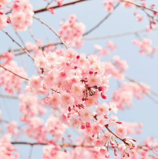  Living Room Cherry Blossom Wallpaper - Asian Paints