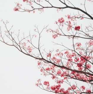 Modern Room Cherry Blossom Wallpaper - Asian Paints