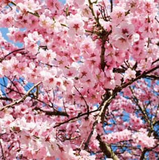 Office Room Cherry Blossom Wallpaper - Asian Paints