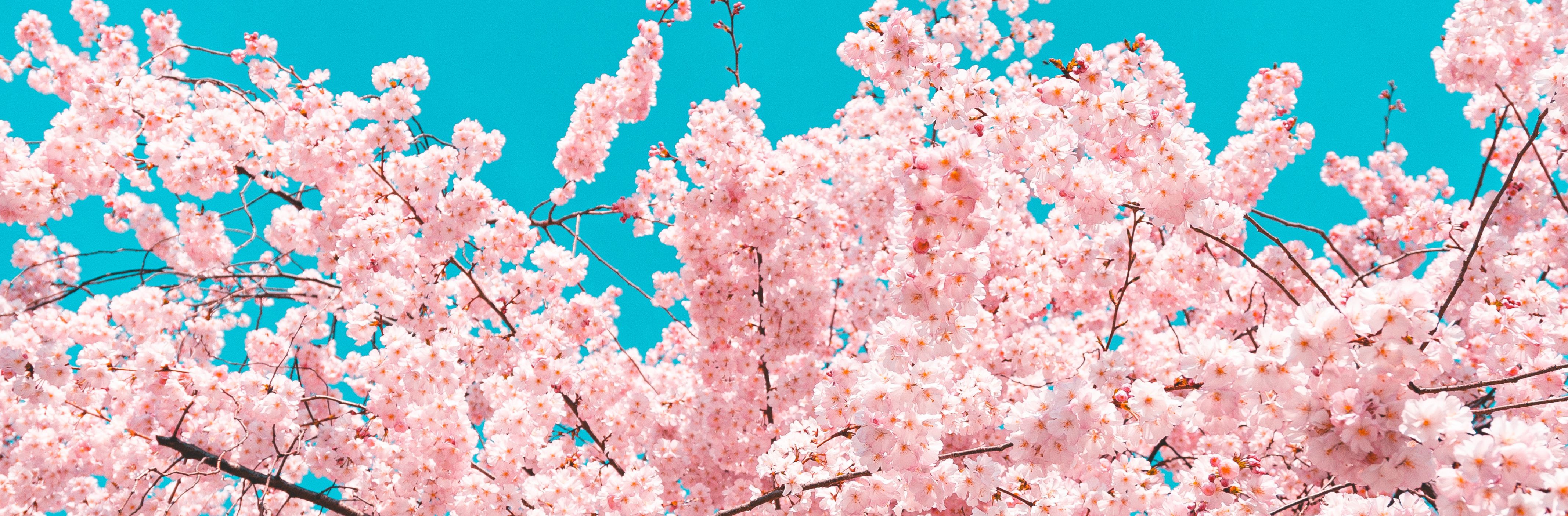 Sakura Cherry Blossom Wallpaper - Asian Paints