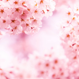 Serene Cherry Blossom Wallpaper - Asian Paints
