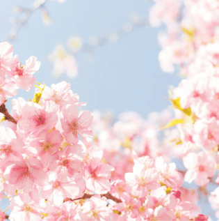 Subtle Cherry Blossom Wallpaper - Asian Paints
