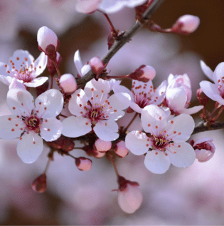 Vibrant Cherry Blossom Wallpaper - Asian Paints
