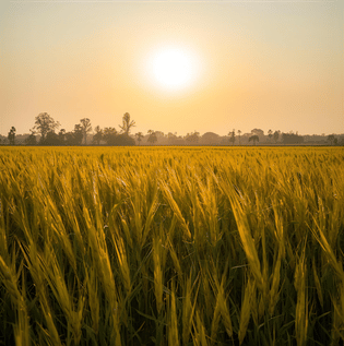 Yellow in Cultural Perspectives - Asian Paints