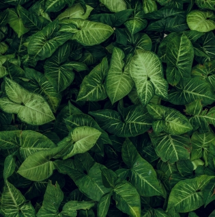 Abstract Forest Wallpaper - Asian Paints
