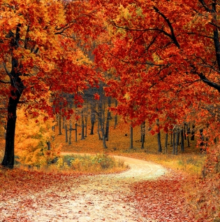 Autumn Forest Wallpaper - Asian Paints