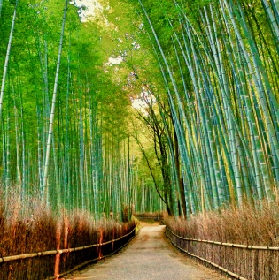 Bamboo Forest Wallpaper - Asian Paints