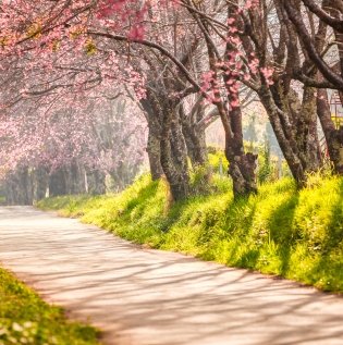 Cherry Forest Wallpaper - Asian Paints