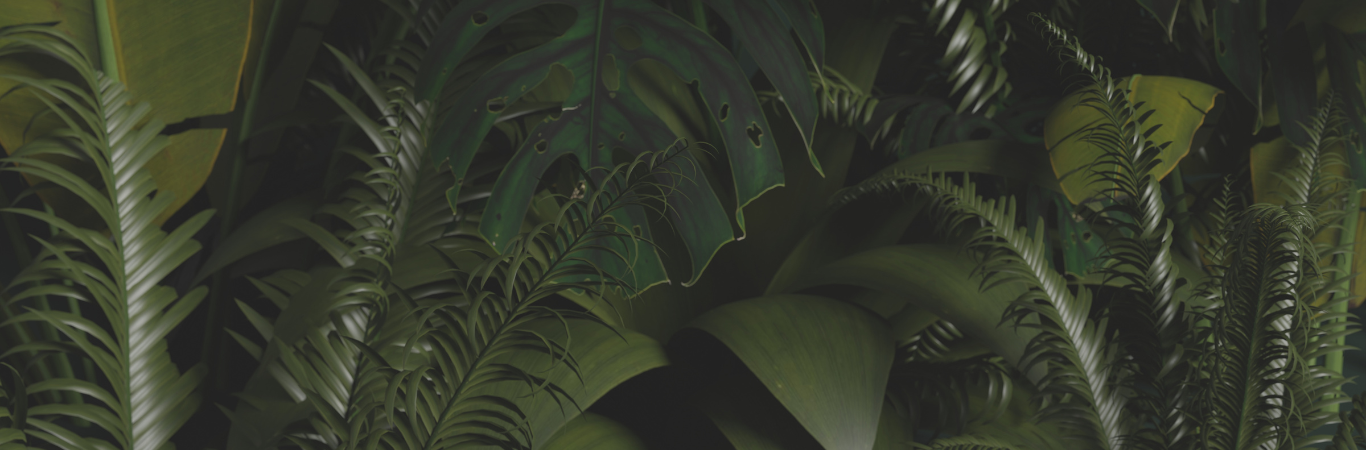 Green Forest Wallpaper - Asian Paints