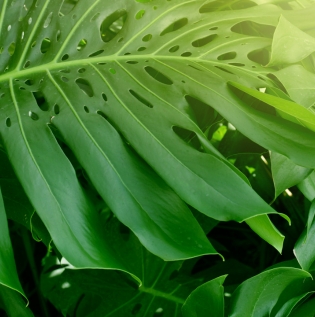Home Office Forest Wallpaper - Asian Paints