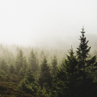 Misty Forest Wallpaper - Asian Paints