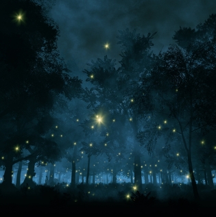 Night Forest with fireflies Wallpaper - Asian Paints