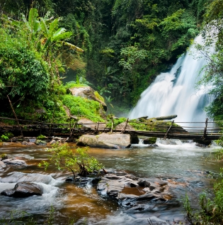 Tropical Forest Wallpaper - Asian Paints