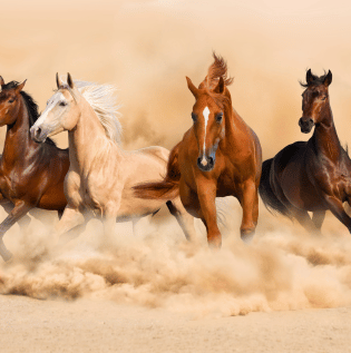 Running Horses Wallpaper - Asian Paints