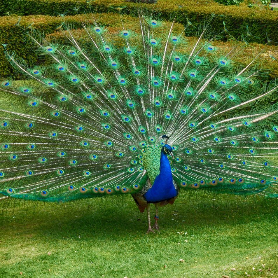Peacock Wallpaper - Asian Paints