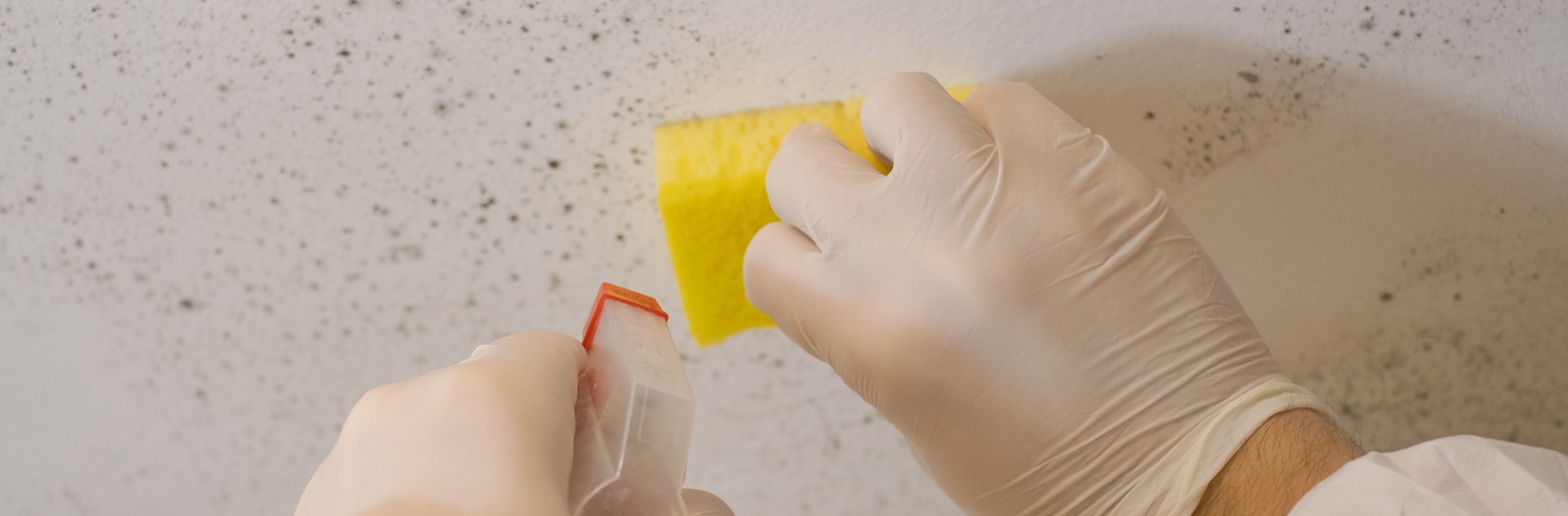 Main Causes of Wall Fungus - Asian Paints