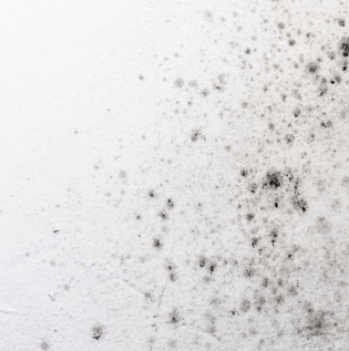 Consequences of Wall Fungus - Asian Paints