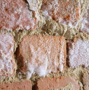  How to Identify Fungus on Walls - Asian Paints