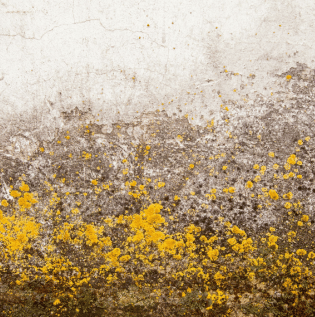 Poor Ventilation Causing Wall Fungus - Asian Paints