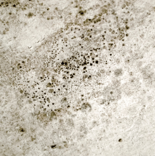 How to Prevent Wall Fungus - Asian Paints