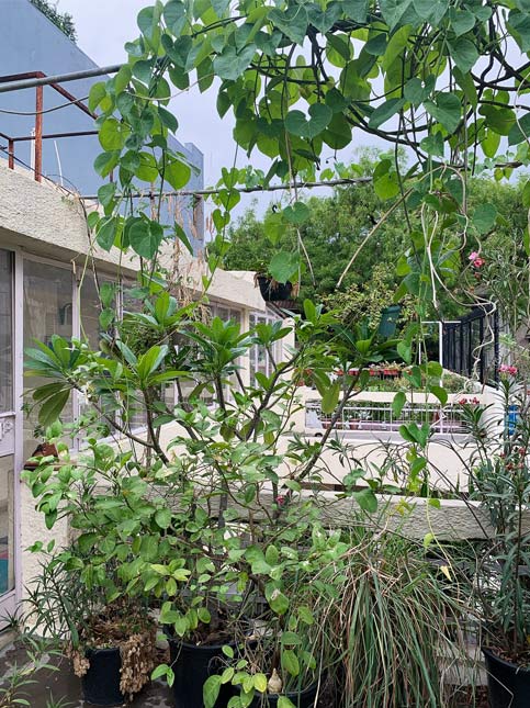 A composition of Giloy, Champa, Lemon Kefir tree, lemongrass, blue pea and the Oleander - Beautiful Homes