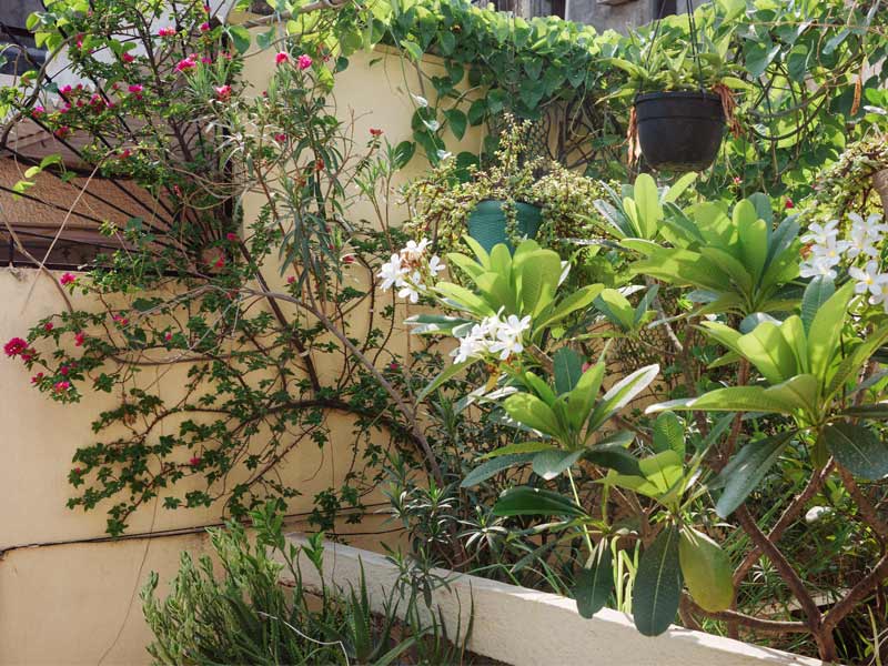 A sunlit garden corner brims with blooming flowers, hanging pots, and lush greenery - Beautiful Homes