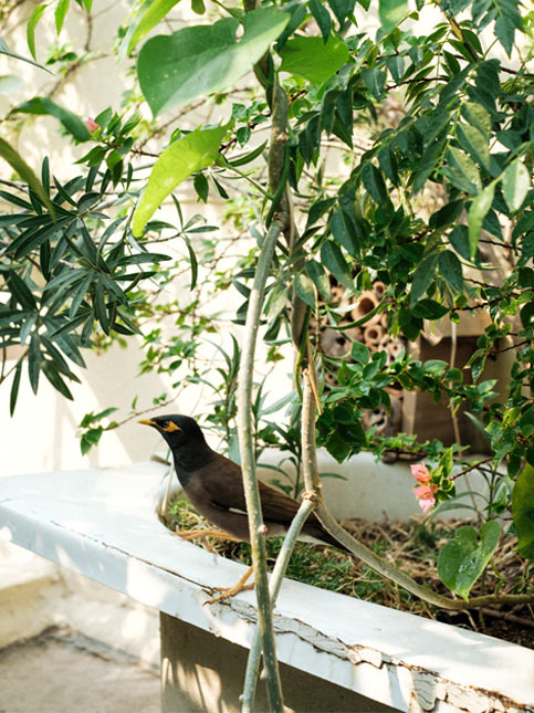 A Myna bird stands on a garden ledge surrounded by lush green plants - Beautiful Homes