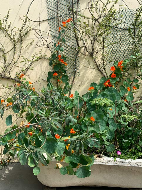 Pansies, Bougenvilla, Oleander leaves - Beautiful Homes