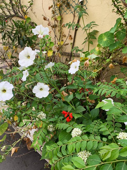 Composition of white flowers are pansies, there's the bunches of curry leaves, little bits of the Bougainville are also visible in the bathtub that’s been repurposed - Beautiful Homes
