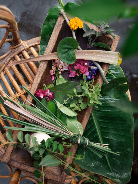 Foraged some edible plants from the garden - bougenvilla that you can brew to make a tea, curry leaves, lemongrass for teas, Giloy, blue pea, a cut of aloe vera & basil flowers - Beautiful Homes