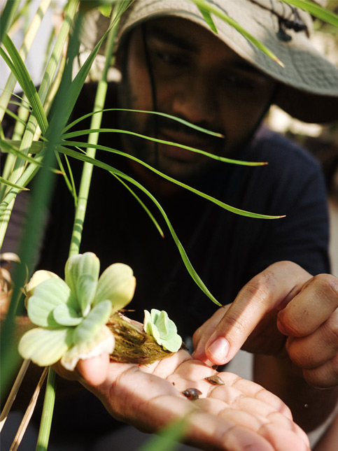 Kush gently holds aquatic snails and a floating water plant - Beautiful Homes