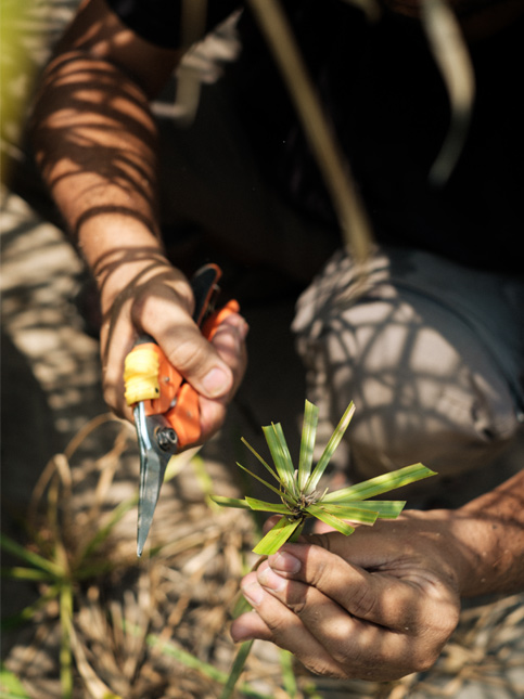 Kush pruning of water grass - Beautiful Homes