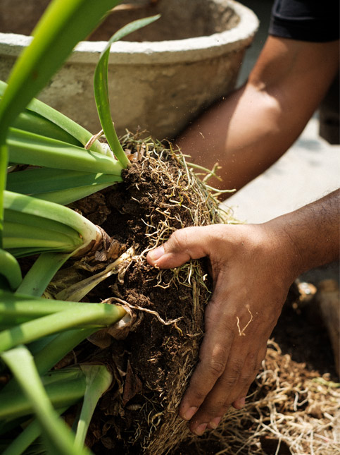 Kush repotting the Spider Lilies - Beautiful Homes