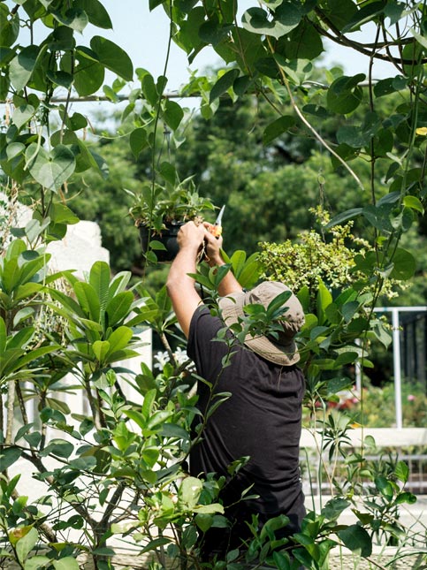 Kush trims a hanging potted plant in a lush outdoor garden - Beautiful Homes