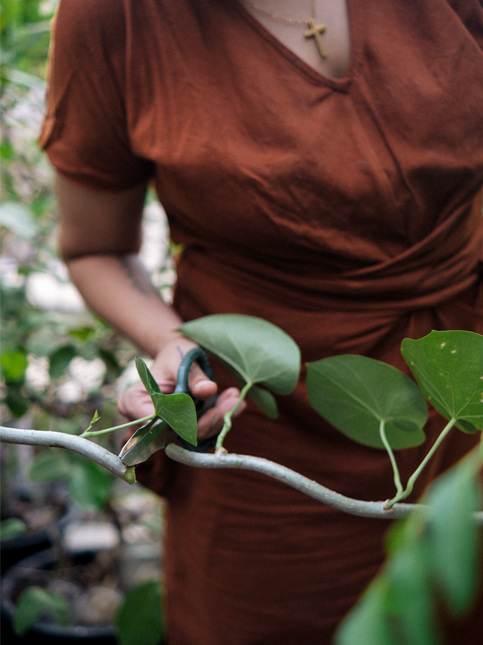 Meenakshi cutting some Giloy - Beautiful Homes